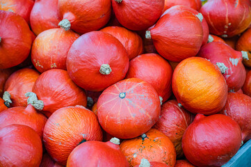 The ripe red harvested pumpkins for Halloween