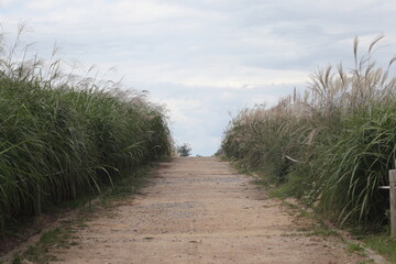 Obraz premium A trail through the reeds in Sangam-dong sky park, Seoul, South Korea, Sep.-18 2020.