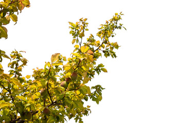 Young green ume plum fruit on a tree., Japan plum.