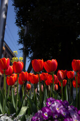 Obraz premium チューリップ