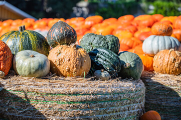 The harvested colorful pumpkins on the grass