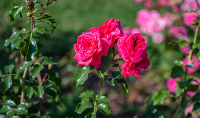 A selective focus closeup shot of red rose in the garden