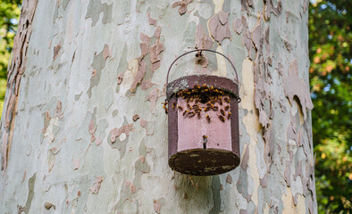 A closeup shot of a hive
