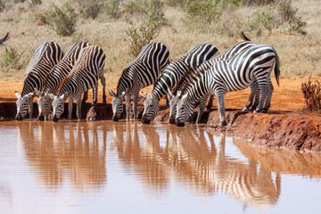 Fototapeta na wymiar africa safari kenya and tanzania
