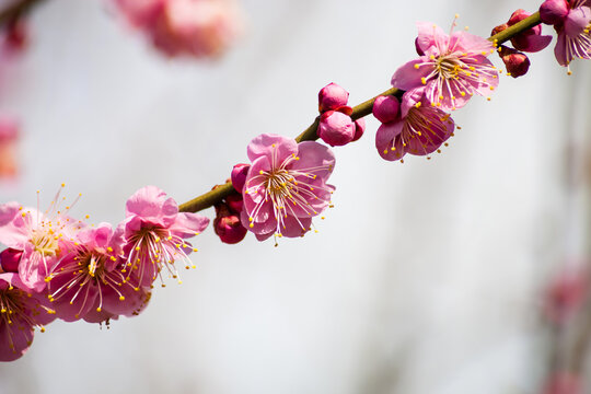 Flowers plum blossoming in spring