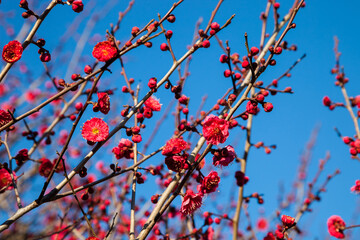 Flowers plum blossoming in spring
