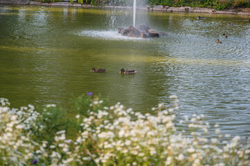 A closeup shot of plants on the bay and ducks swimming in the lake