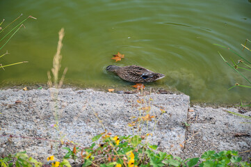 A closeup shot of a duck in the water