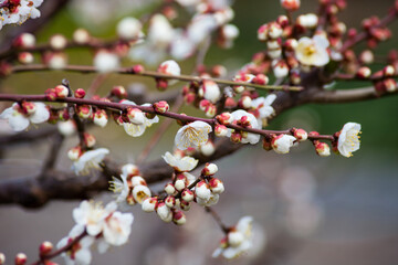 Flowers plum blossoming in spring