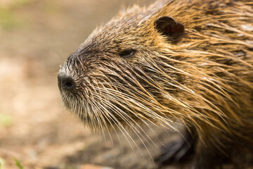 The coypu (Myocastor coypus), large brown rodent , detail portrait, wild scene from nature, Slovakia.