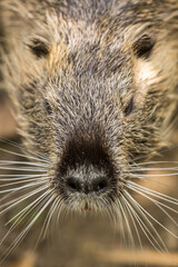 The coypu (Myocastor coypus), large brown rodent , detail portrait, wild scene from nature, Slovakia.