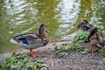The beautiful and colorful ducks on the ground in the park