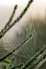 Autumn concept. Wet with dew bubbles spider web hanging on spruce tree during early autumn morning time