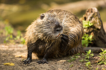 The coypu (Myocastor coypus), large brown rodent , detail portrait, wild scene from nature, Slovakia.