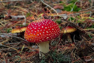 Toxic and hallucinogen mushroom Fly Agaric in grass on autumn forest background. Red poisonous Amanita Muscaria fungus macro close up in natural environment