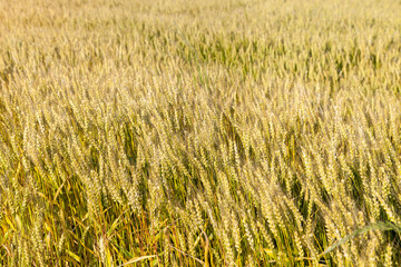 Landscape with a view of the field with ripe wheat