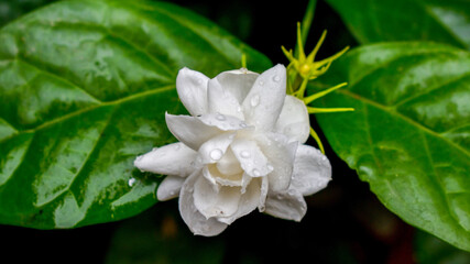 Cape jasmine (Gardenia jasminoides) flower bloom in garden.