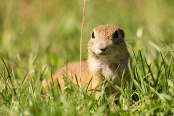 Naklejka na ściany i meble Cute European ground squirrel (Spermophilus citellus, Ziesel) sitting on a meadow and eating grass. National park Muranska planina in Slovakia.
