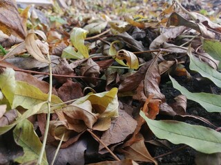 autumn leaves on the ground