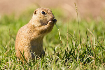 Naklejka na ściany i meble Cute European ground squirrel (Spermophilus citellus, Ziesel) sitting on a meadow and eating grass. National park Muranska planina in Slovakia.