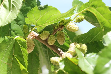 Mulberry | Mûre