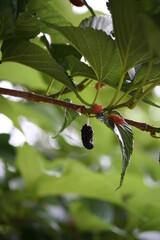 Mulberry | Mûre