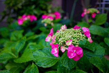 紫陽花の花の近影