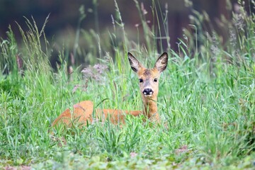 Sarna © Robert
