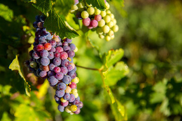 Grappe de raisin dans les vigne au printemps.