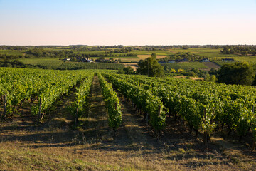 Fototapeta na wymiar Paysage en France, vignoble en Anjou.