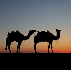 Fototapeta na wymiar silhouette of camel