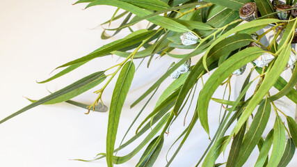 Branches of natural fresh eucaliptus radiant with buds.