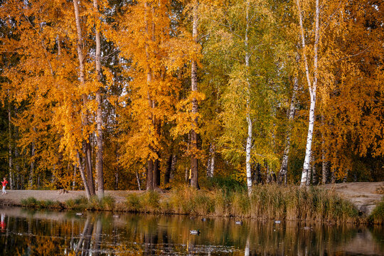 Natural autumn landscape of Russian forest with birches and lake