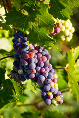 Raisin noir dans les vignes en France.