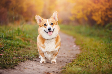 Naklejka na ściany i meble Portrait happy corgi dog in park, smiling on background of autumn forest