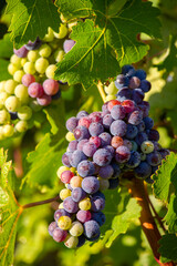 Grappe de raisin dans les vignes avant les vendanges.