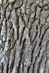Ecorce d'arbre.