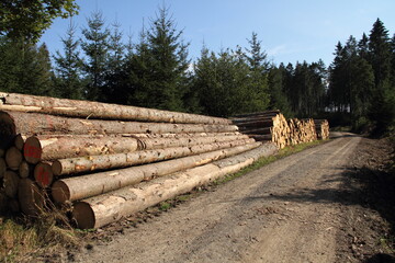 a freshly felled wooden pile in the forest