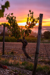 Vigne au petit matin au levé du soleil en Anjou.