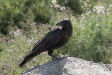 big crow