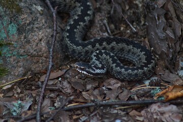 snake in the forest. viper
