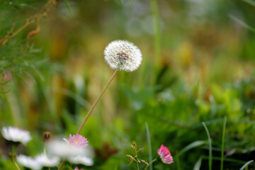 fluffy single dandelion among green grass, close-up, selective focus
