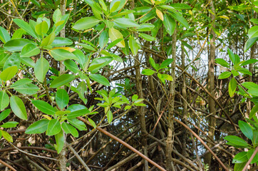 The Mangrove Tree (botanical name is Rhizophora Mangle) at Sea Shore.