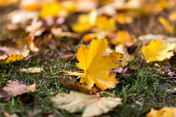 Delightful autumn yellow maple leaves close-up with place for text.
