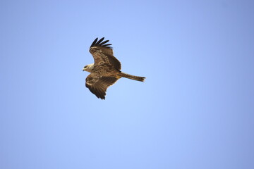 A kite
