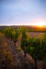Naklejka premium Couché de soleil dans les vignes en France.