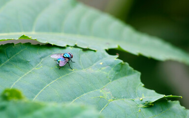 Common green bottle fly sitting on a leaf