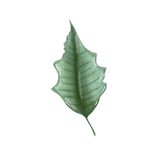 cute christmas poinsettia leaf, winter home decor element
