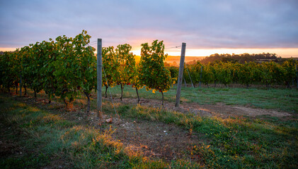 Vigne au soleil le matin dans un vignoble en France.