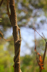 a Twig